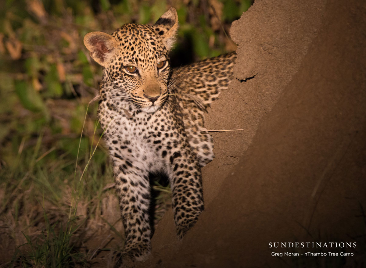 Leopard Cubs nThambo Leopard Cubs nThambo