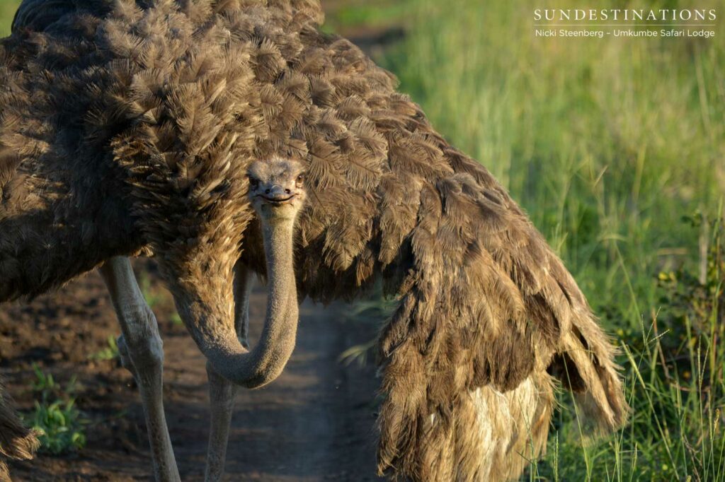 Umkumbe's resident ostrich fans herself with her large, feathered wings in the heat of the afternoon Umkumbe's resident ostrich fans herself with her large, feathered wings in the heat of the afternoon