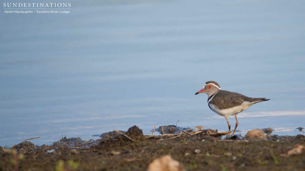 A three-banded plover flits along the edge of a waterhole and pauses only momentarily, just in time for a photo A three-banded plover flits along the edge of a waterhole and pauses only momentarily, just in time for a photo