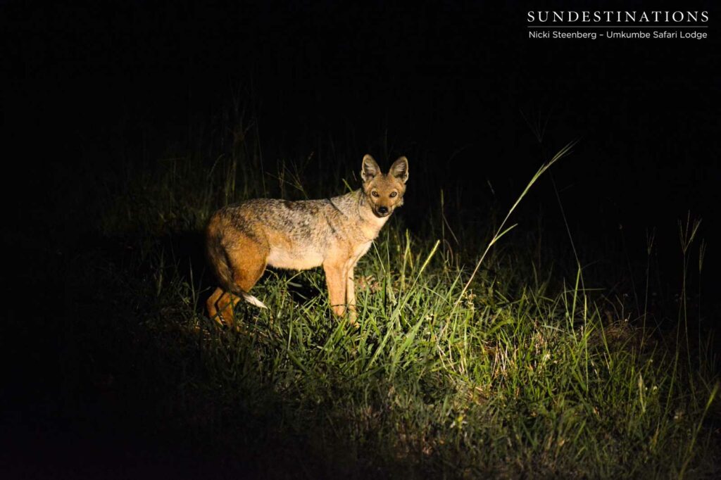 A side-striped jackal captured in the spotlight as it trots through the darkness looking for food to scavenge