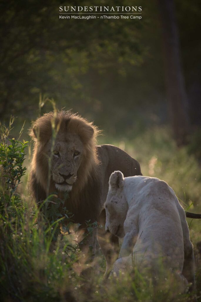 Trilogy male lion watches the white lioness for her next move Trilogy male lion watches the white lioness for her next move