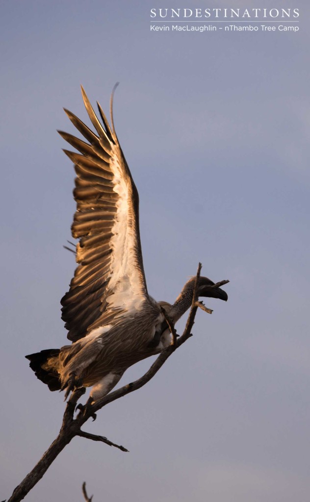 A white-backed vulture extends its wings for take-off A white-backed vulture extends its wings for take-off