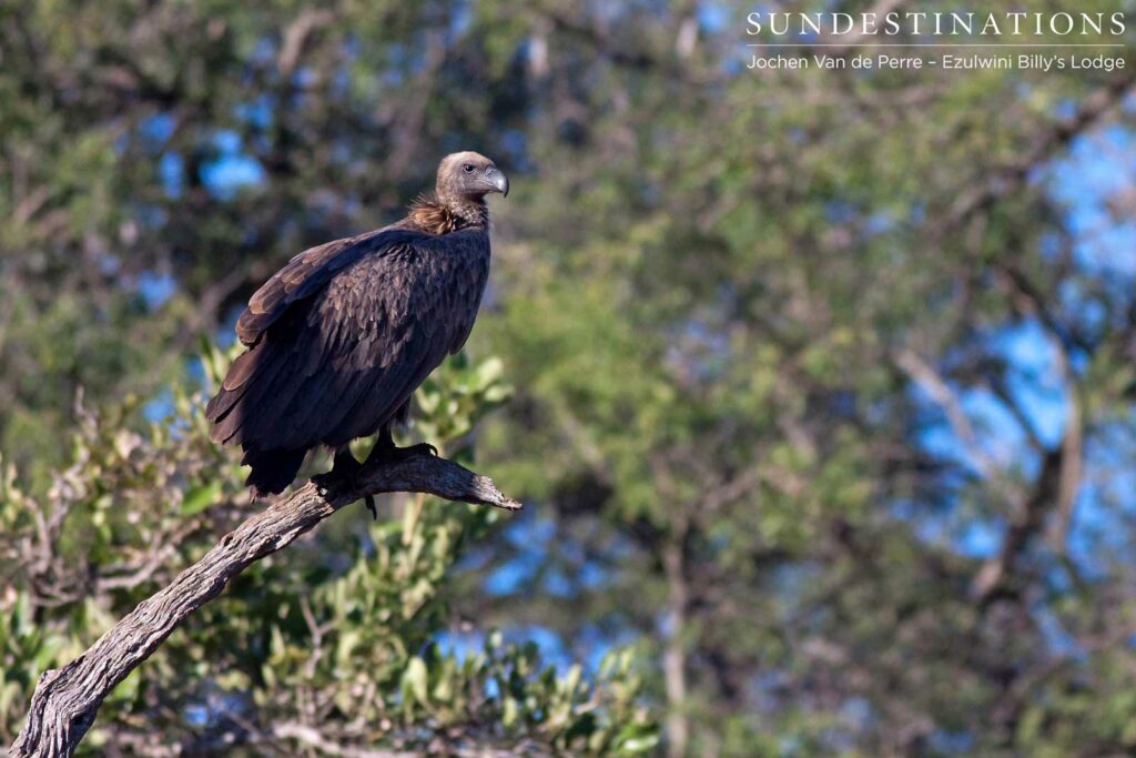 A white-backed vulture lurks above a zebra carcass that is still heavily guarded by a big male lion. Patience is key. A white-backed vulture lurks above a zebra carcass that is still heavily guarded by a big male lion. Patience is key.
