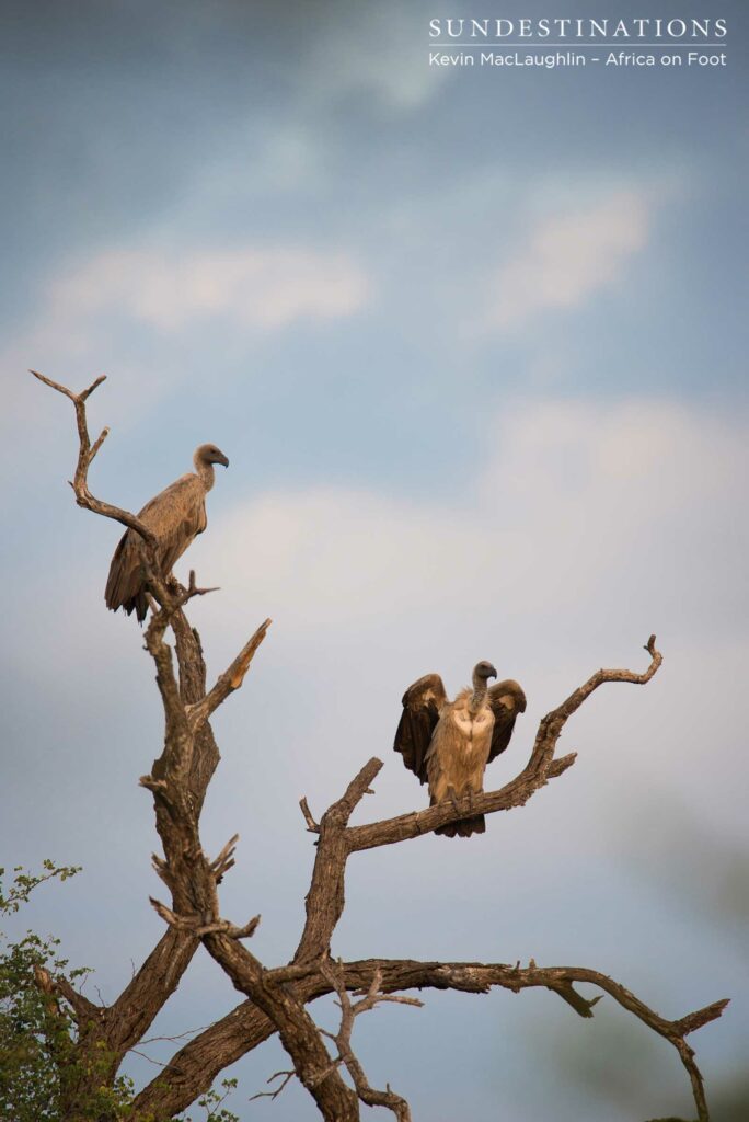 White-backed vultures wait patiently for their turn on a kill White-backed vultures wait patiently for their turn on a kill