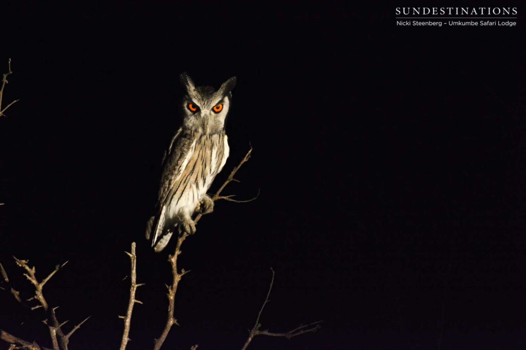 A Southern white-faced owl, also known as a white-faced scops owl, glares out of the darkness with its striking amber eyes. A Southern white-faced owl, also known as a white-faced scops owl, glares out of the darkness with its striking amber eyes.
