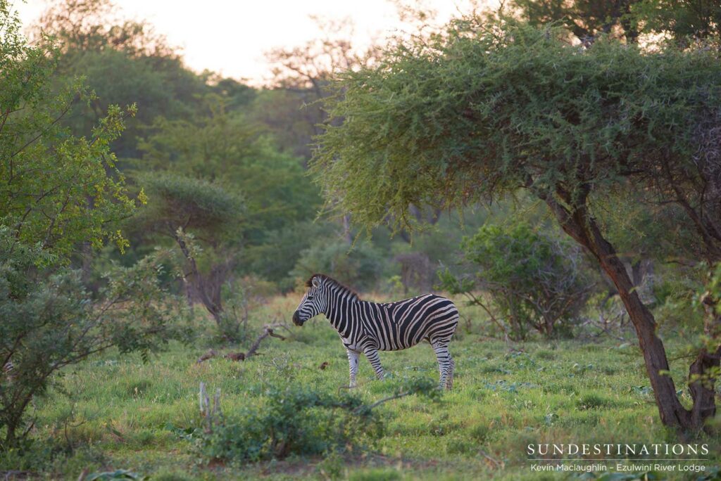 A lone zebra standing out beautifully on a background of green, lush summer bush A lone zebra standing out beautifully on a background of green, lush summer bush