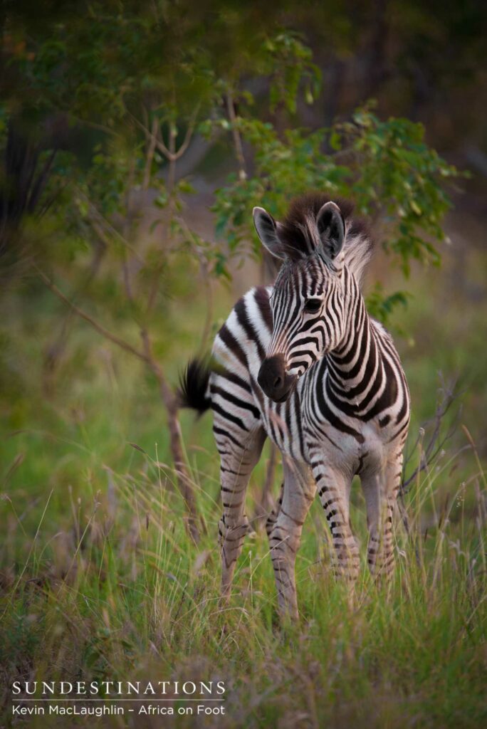 A zebra foal changes direction to find its mother as it realises its vulnerability out in the open