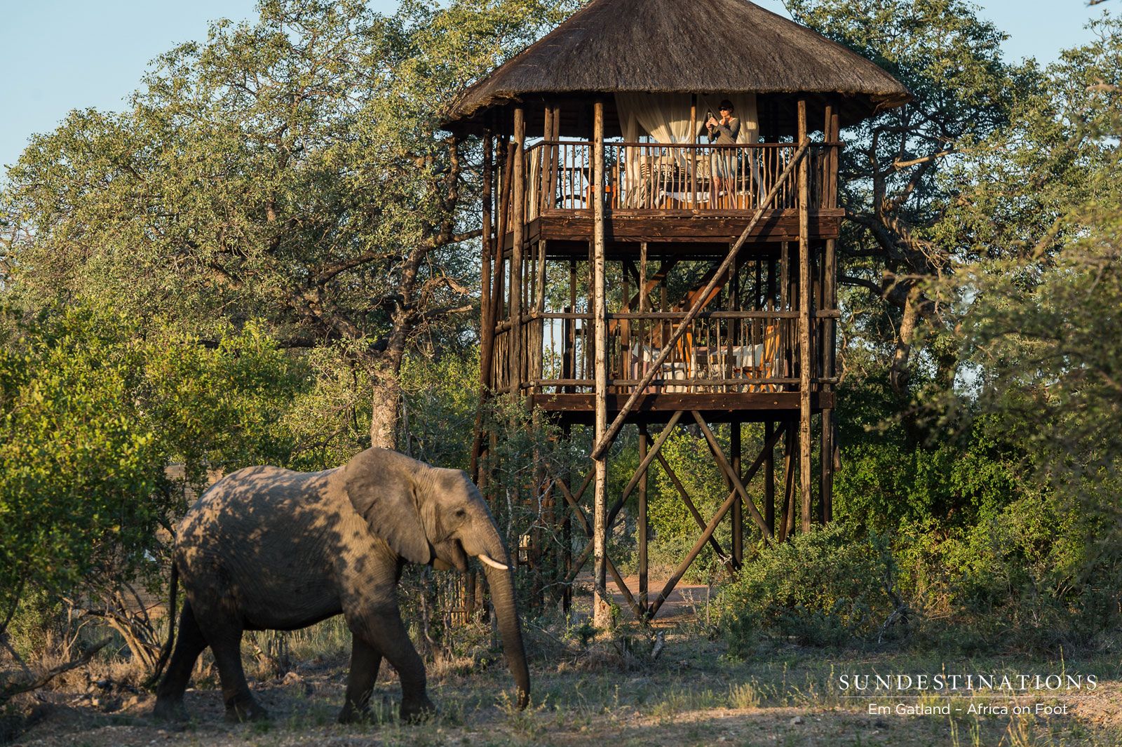 Elephant Outside Treehouse