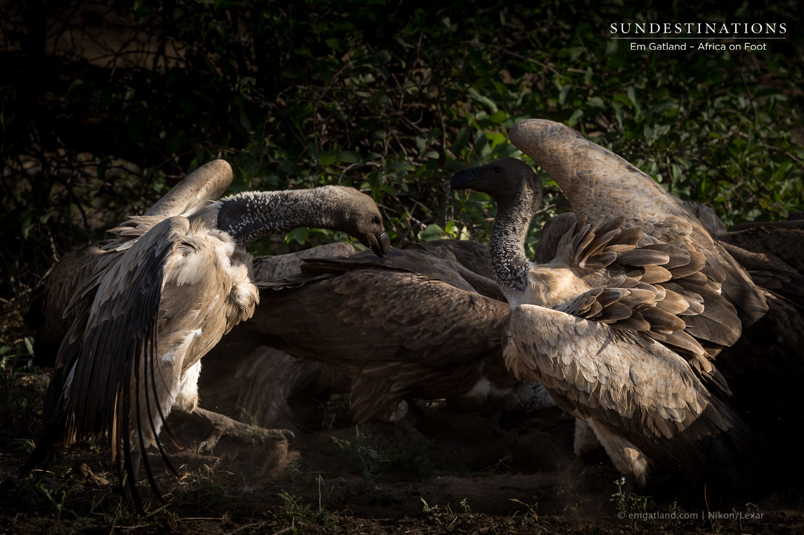 Vultures on Carcass Vultures on Carcass