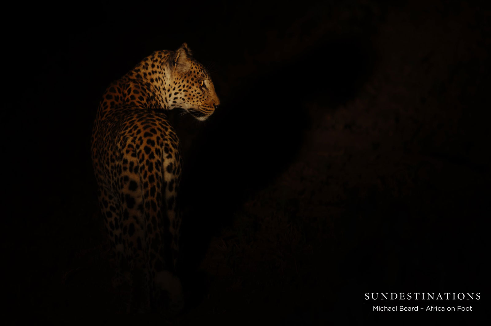 Africa on Foot Leopard Africa on Foot Leopard
