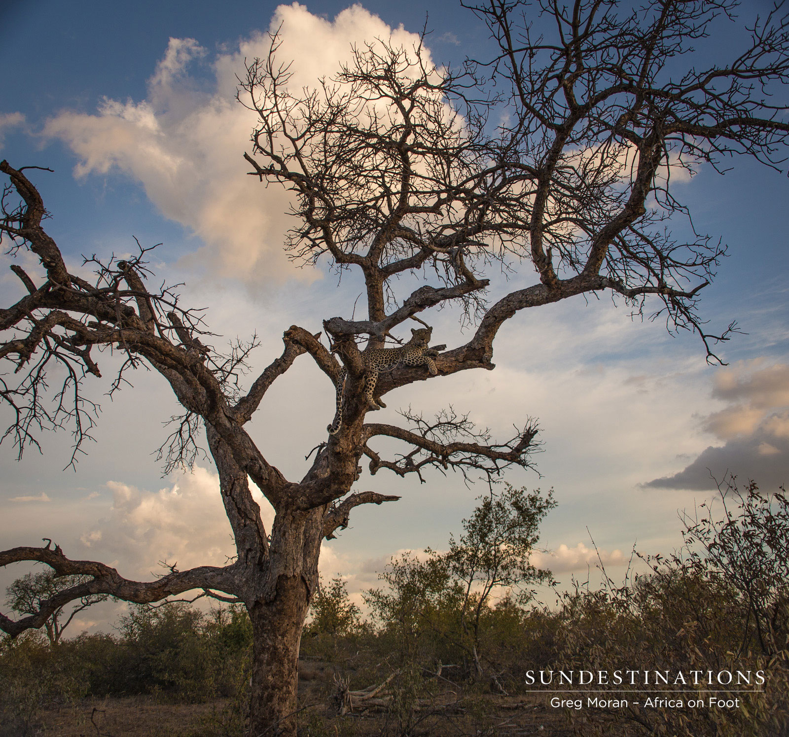 Cleo Leopardess Relaxing