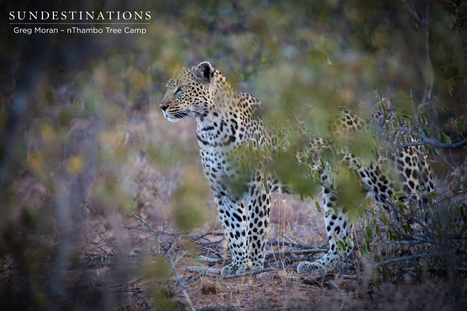 Cleo Looking for a Kill