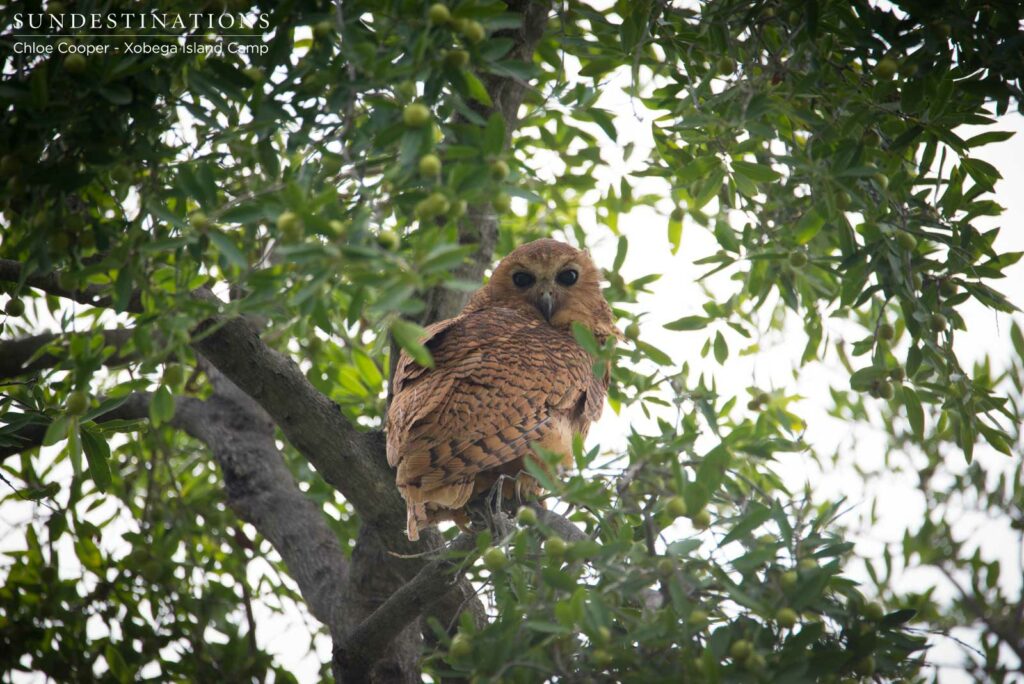 Pel's fishing owl looks down on its admirers with scepticism