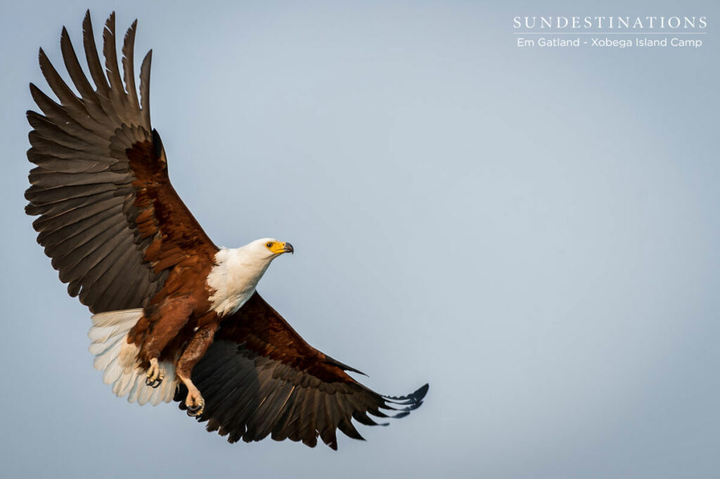 African Fish Eagle Delta