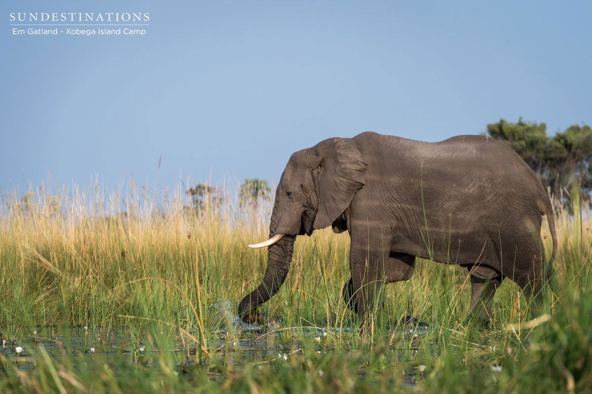 Elephant in the Okavango Delta