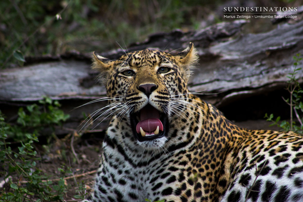 Hlarulini Leopardess