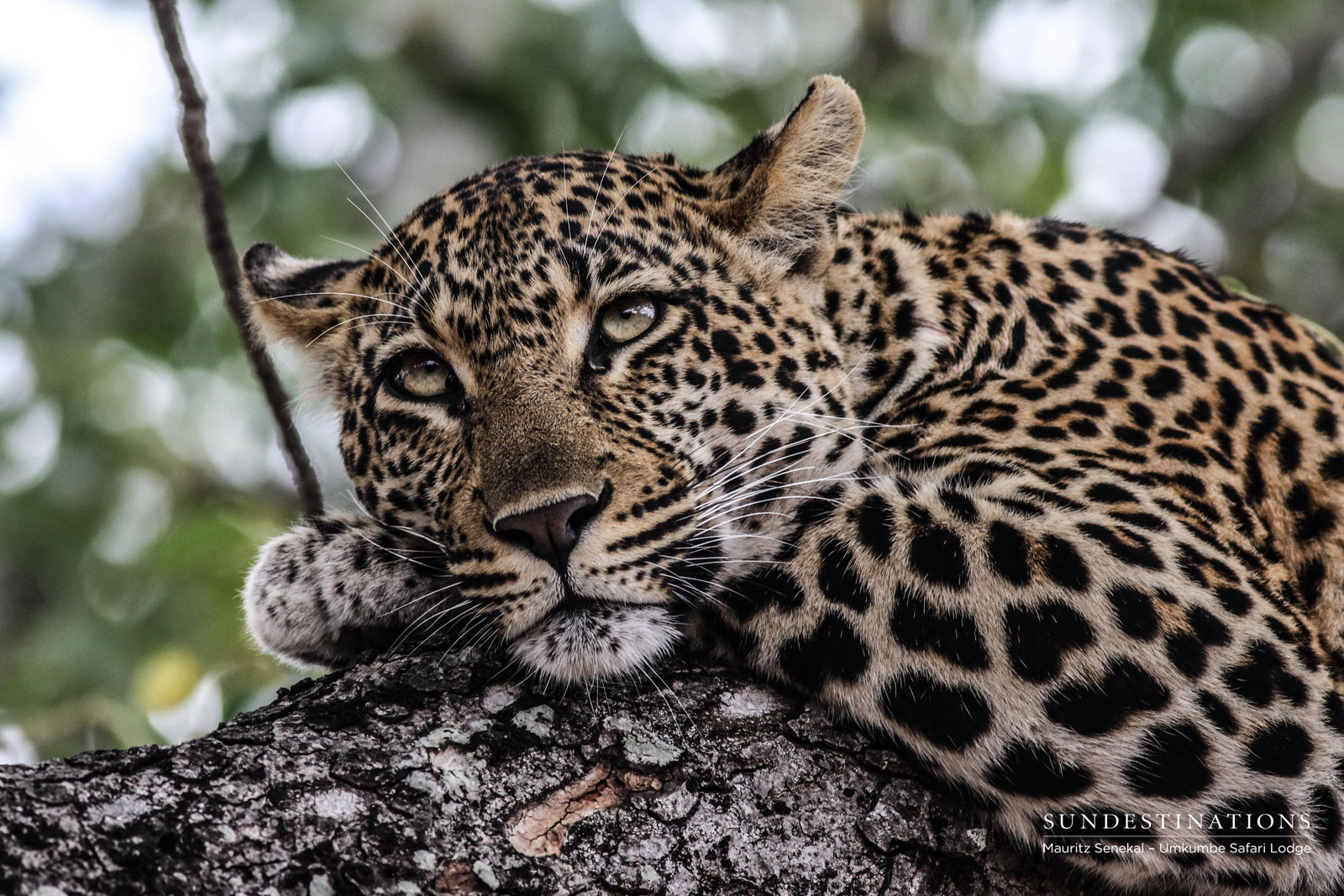 Hlarulini Leopardess