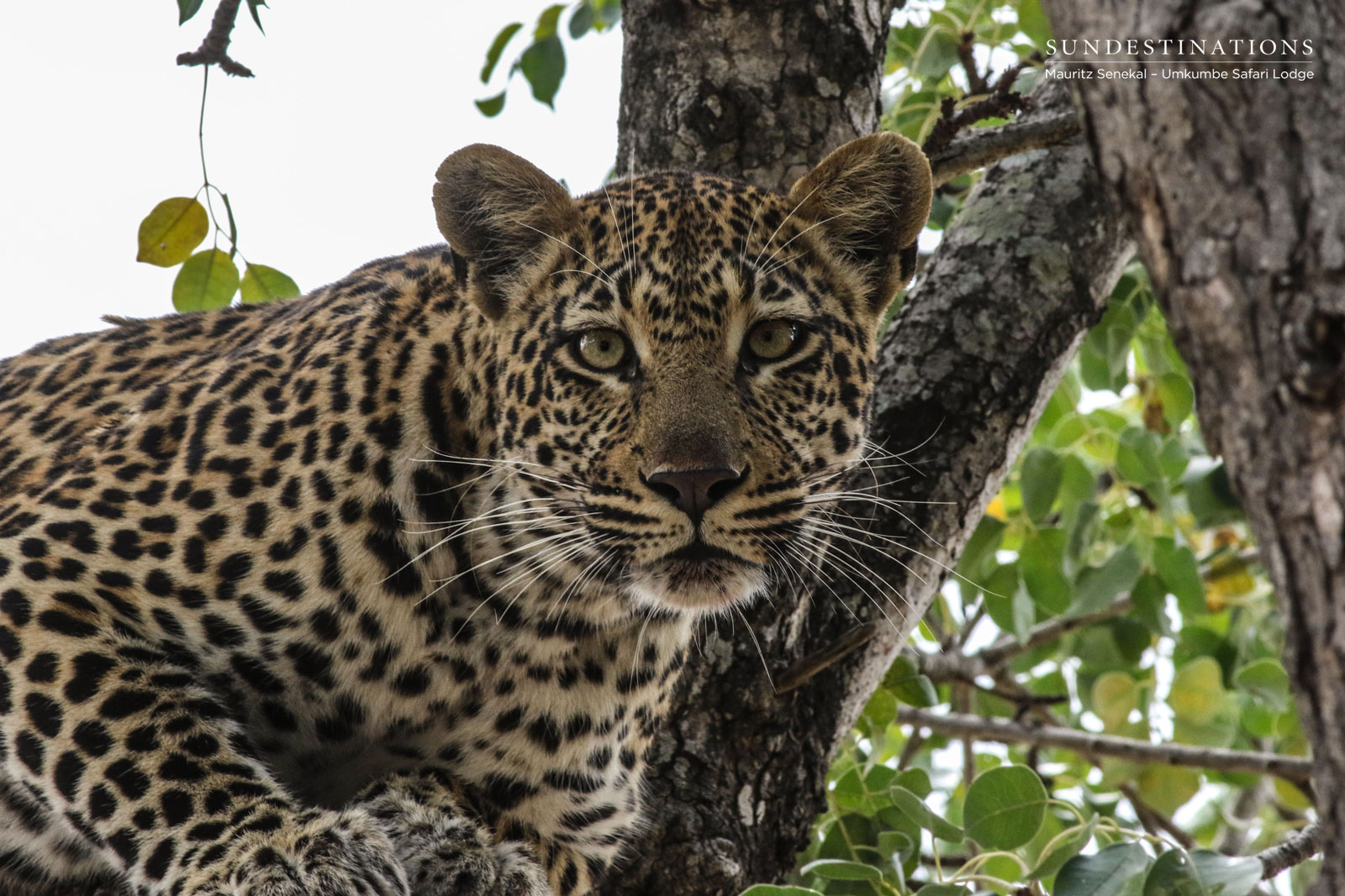 Hlarulini Leopardess