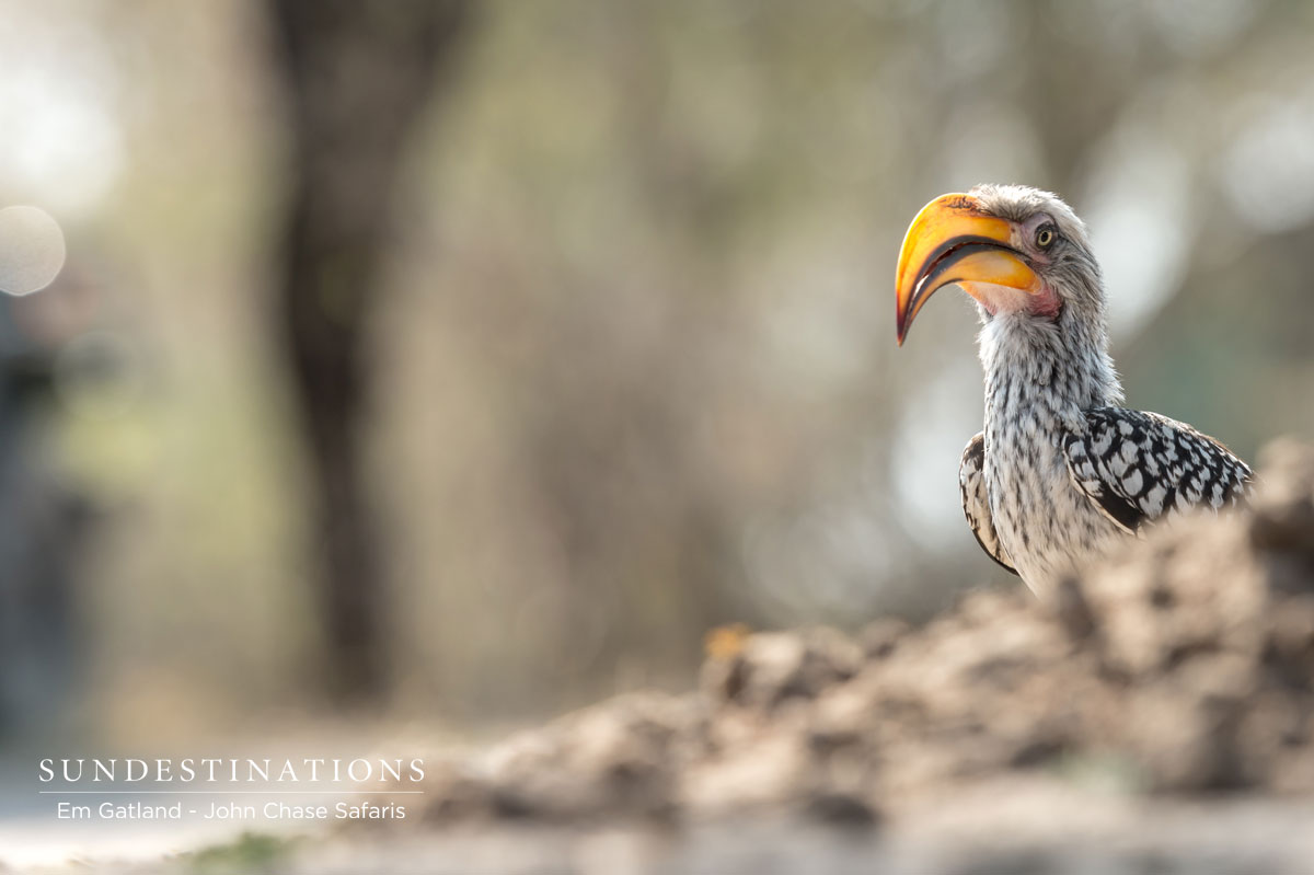 Southern yellow-billed Hornbill