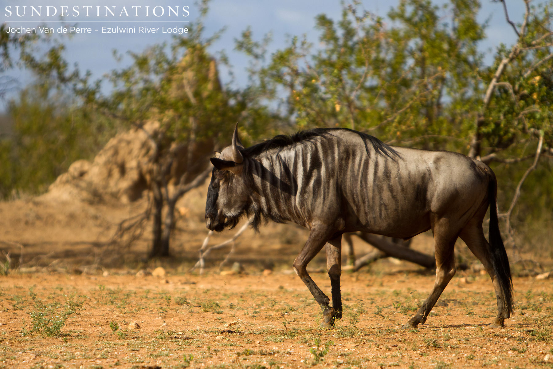 Wildebeest Balule
