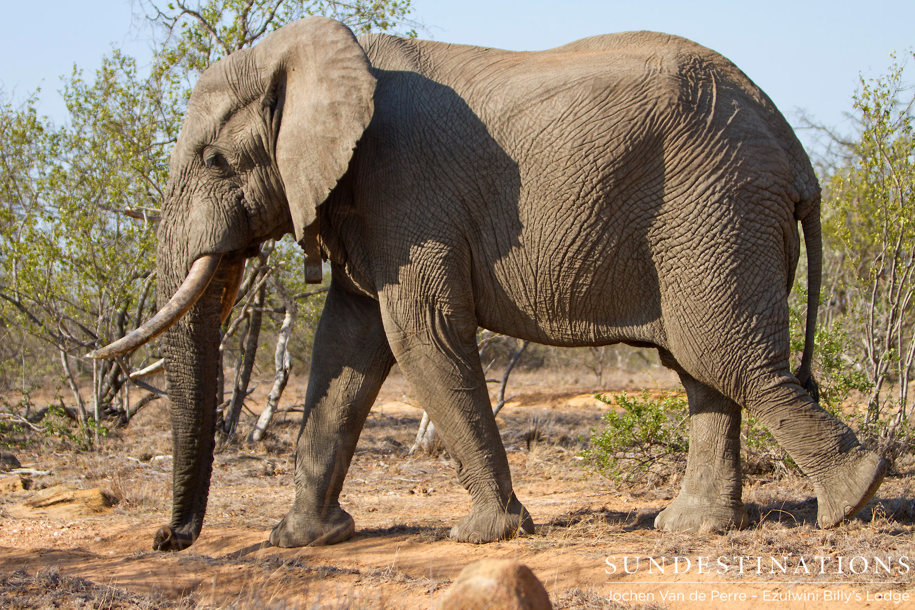 Shoshangaan Elephant