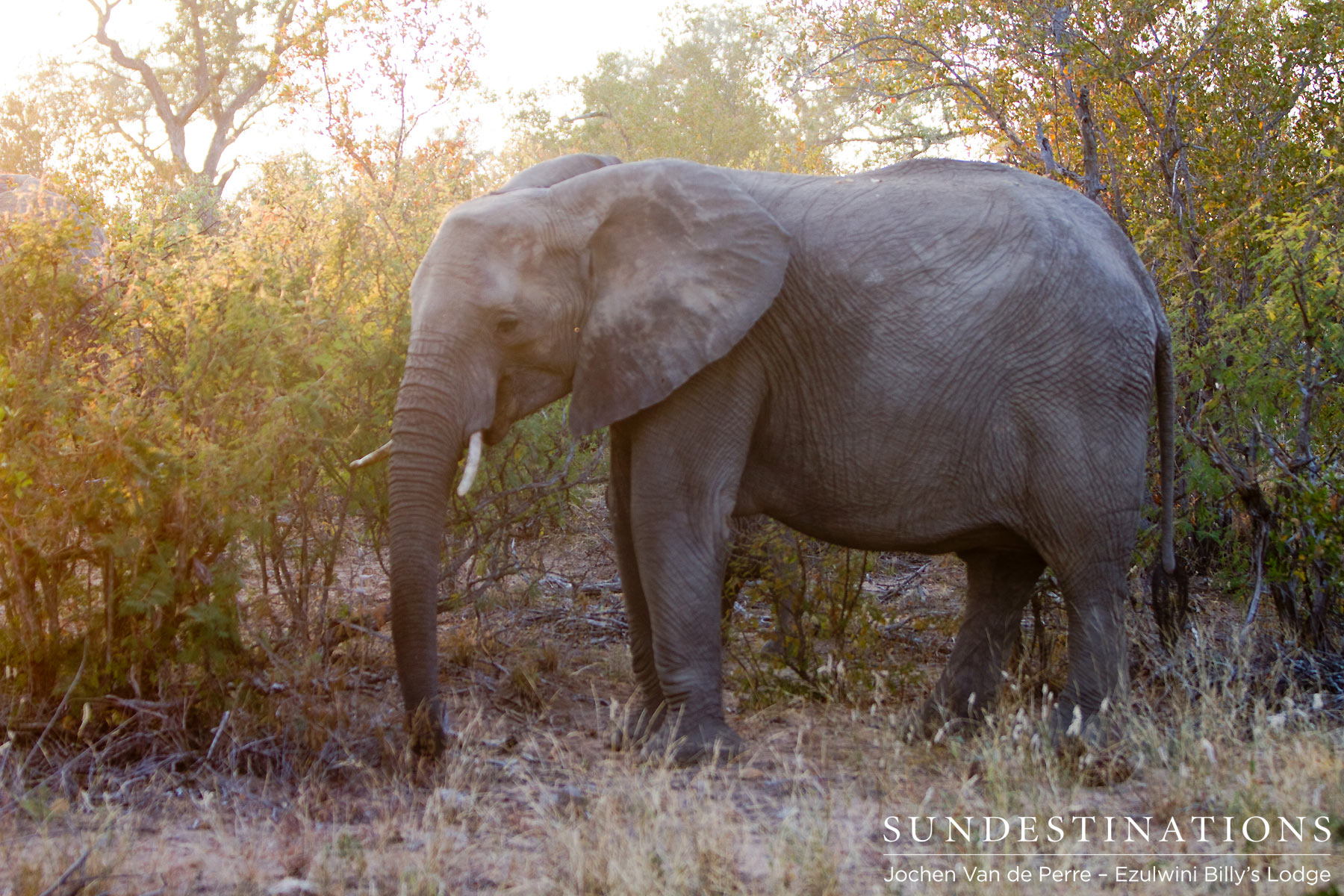 Ezulwini Elephant Herds Ezulwini Elephant Herds