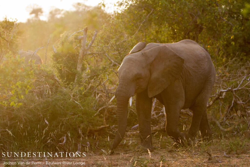 A herd of elephants moves through the bush and one catches the golden light of the afternoon