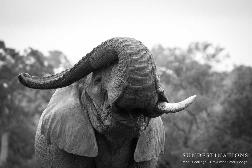 A one-tusked elephant tosses his trunk over his head, expressing his joy mid-dust bath