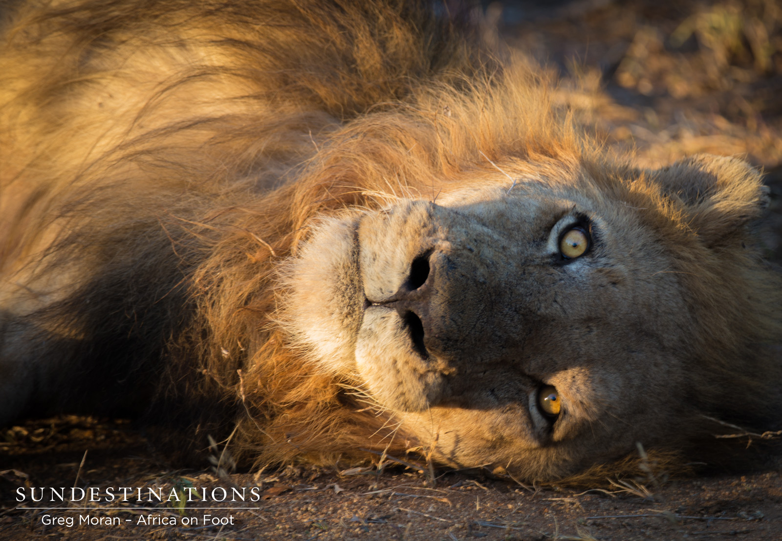 One of the Trilogy Males