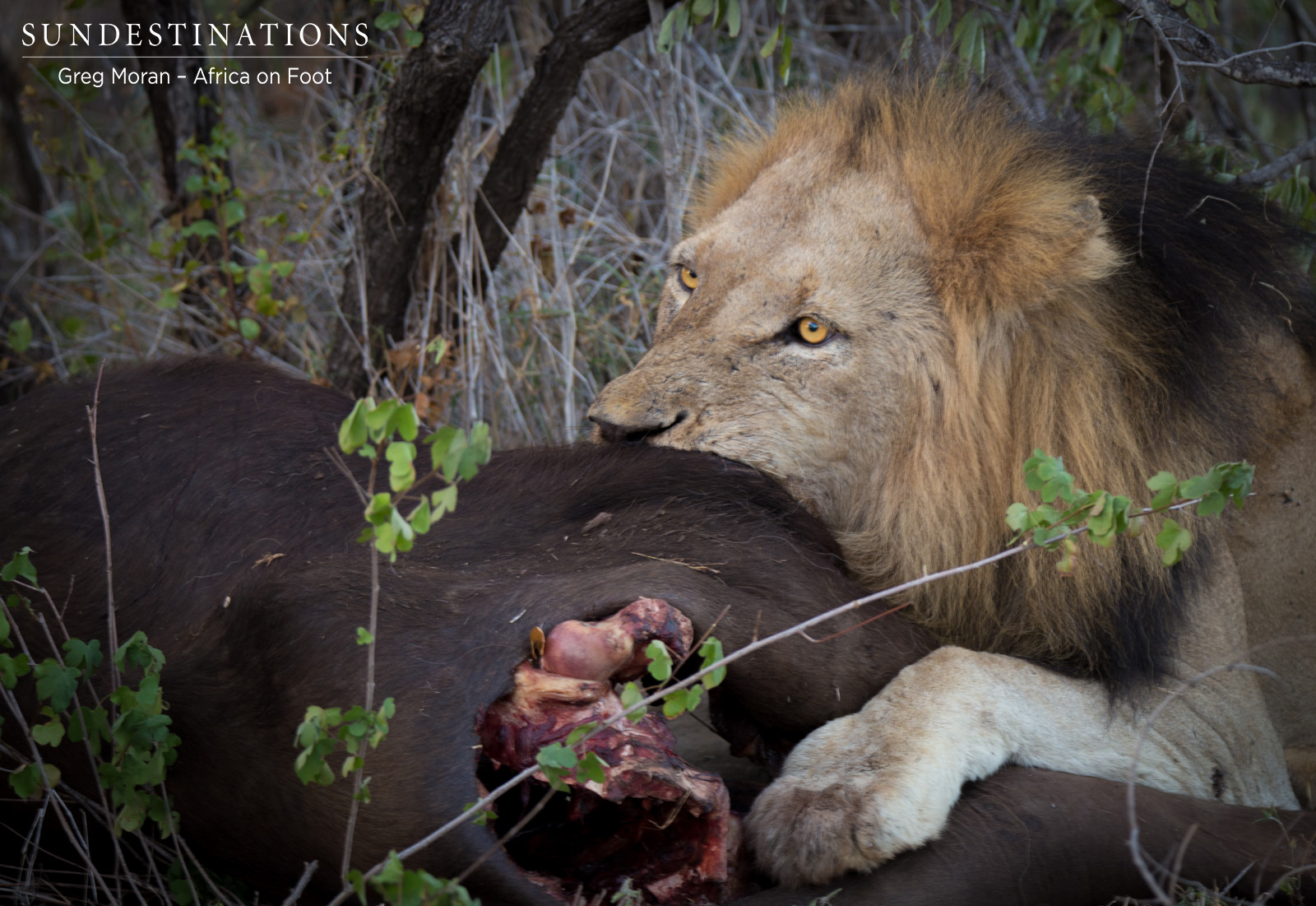 Trilogy with Buffalo Kill