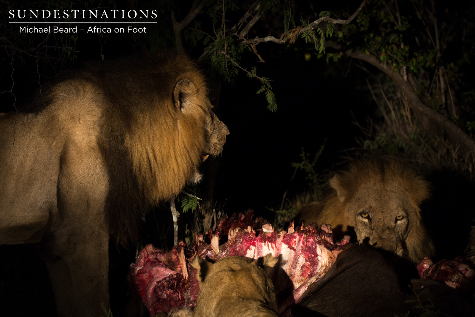 Ross Lioness & Trilogy Males