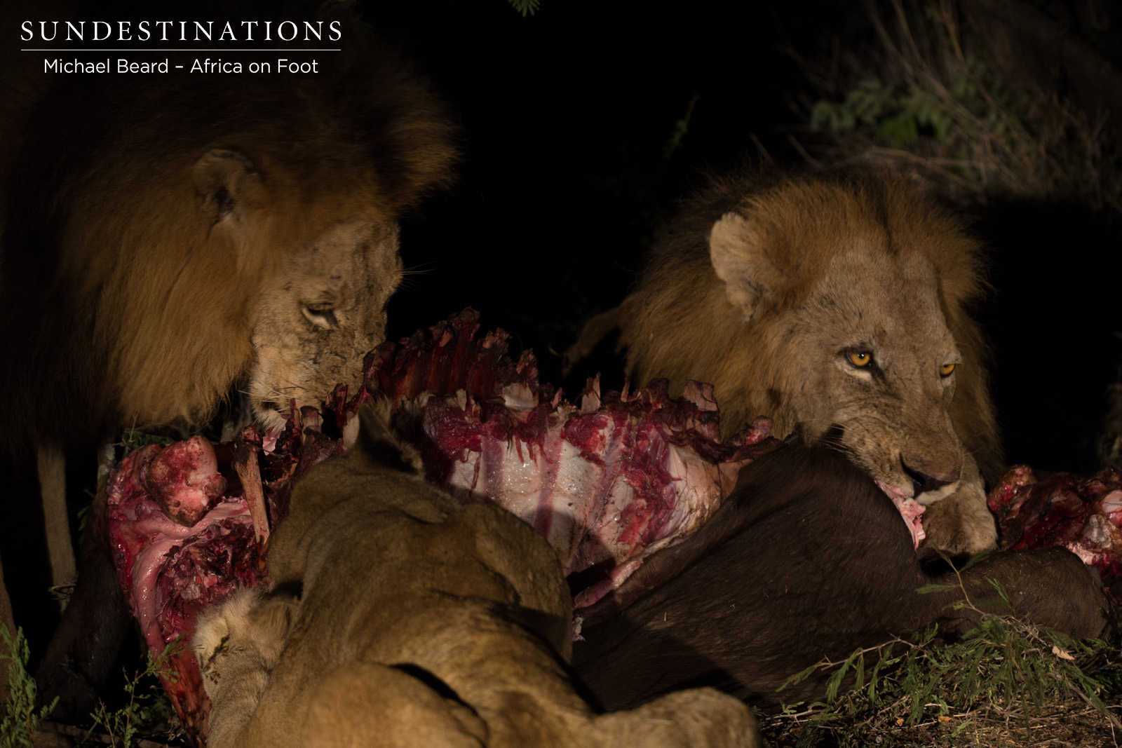 Trilogy & Ross Feast