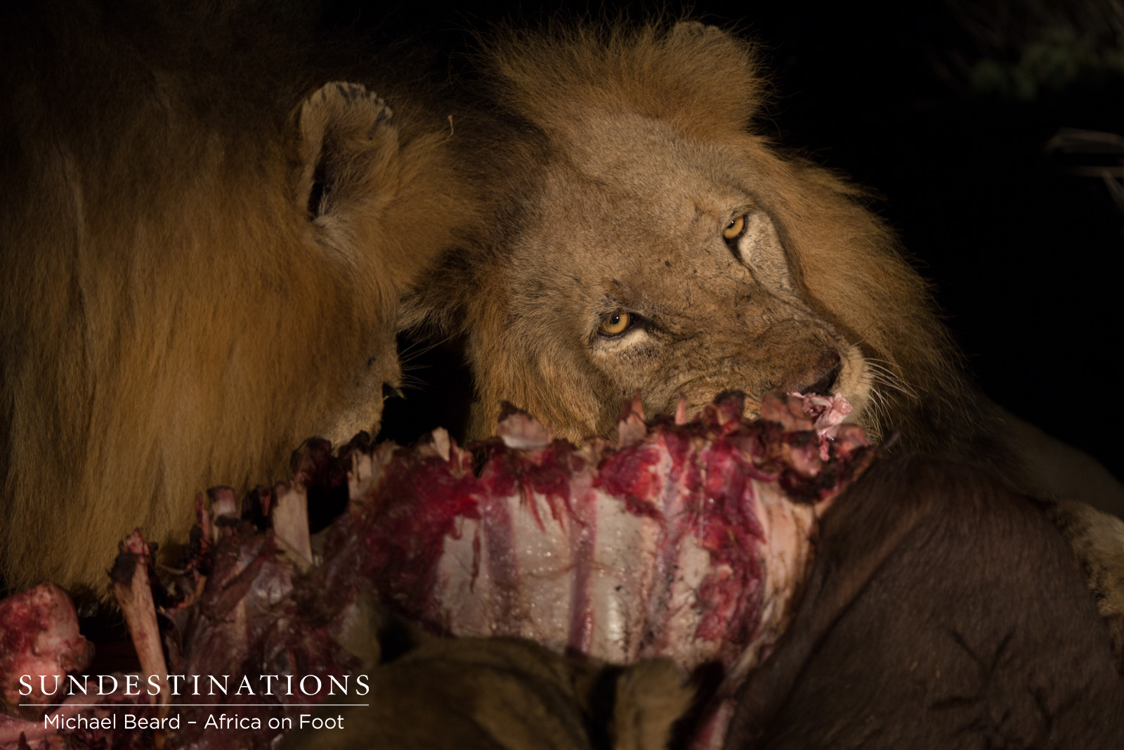 Trilogy Male with Kill