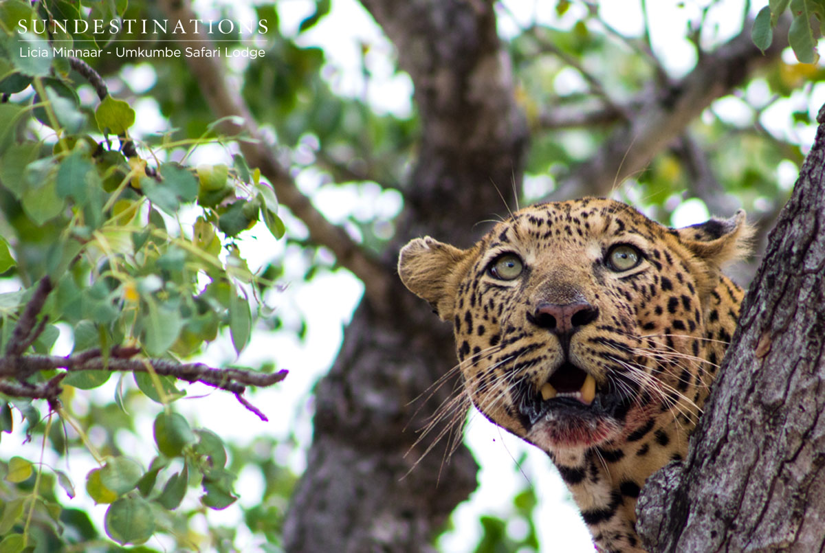 Inyathini Leopardess Inyathini Leopardess