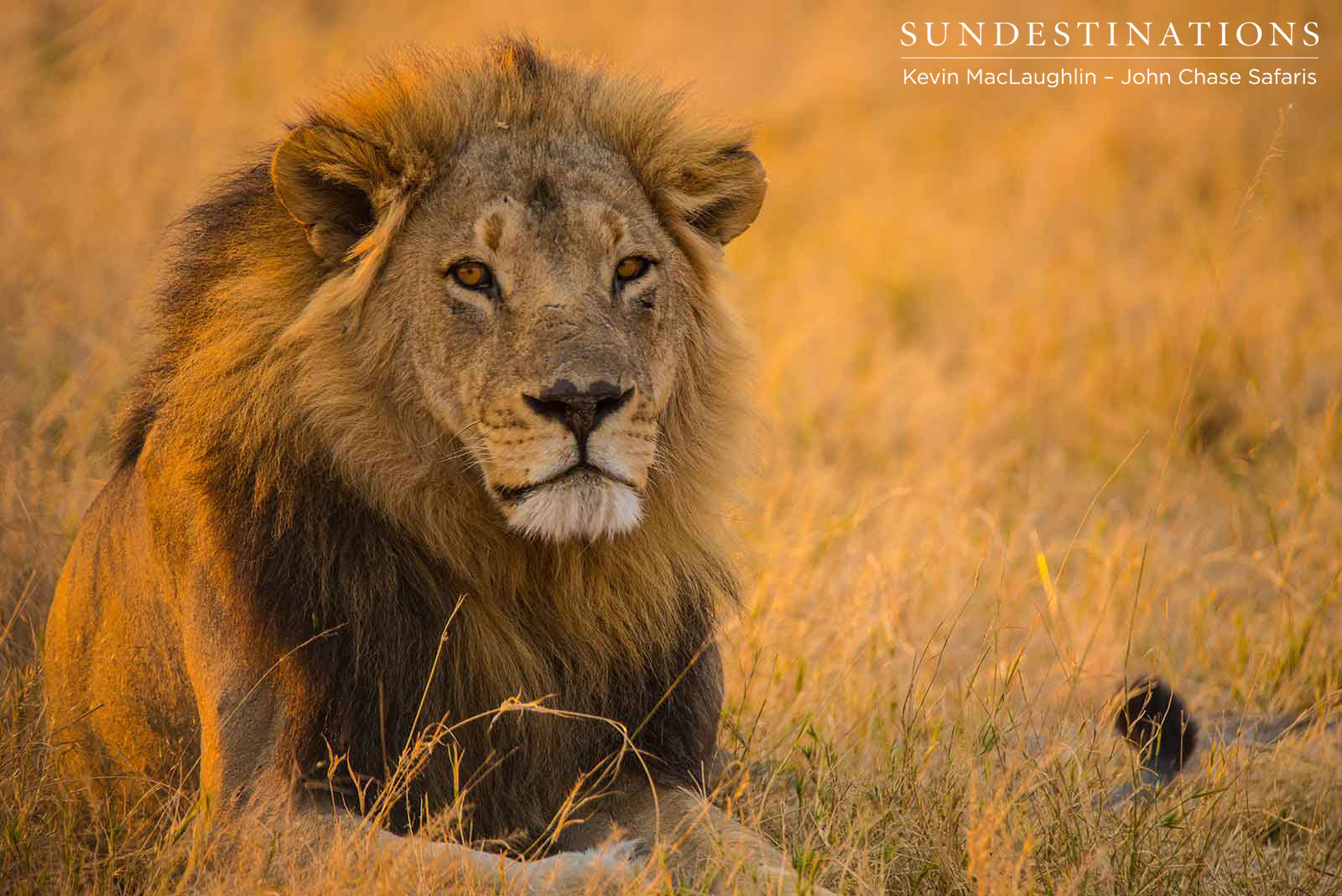Lion in Botswana