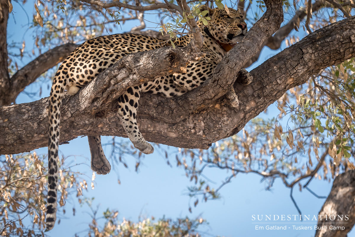 Moremi Leopard
