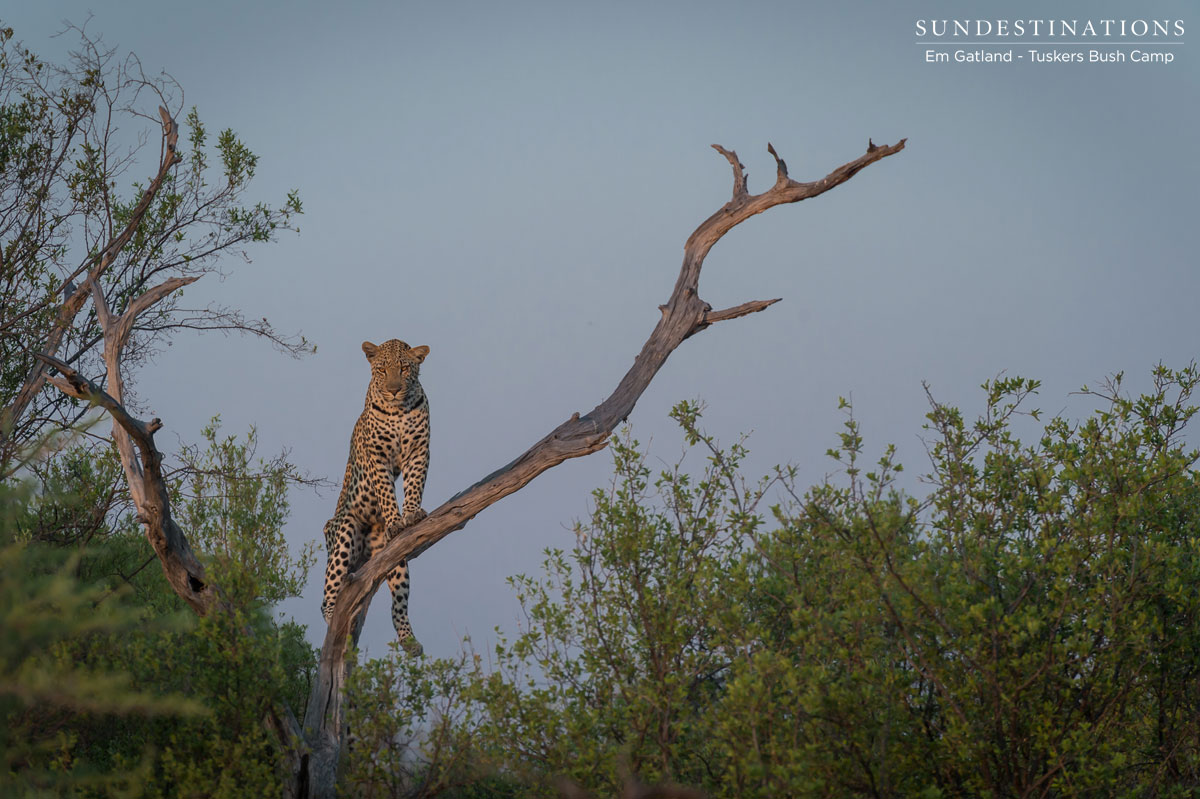 Vantage Point Leopard