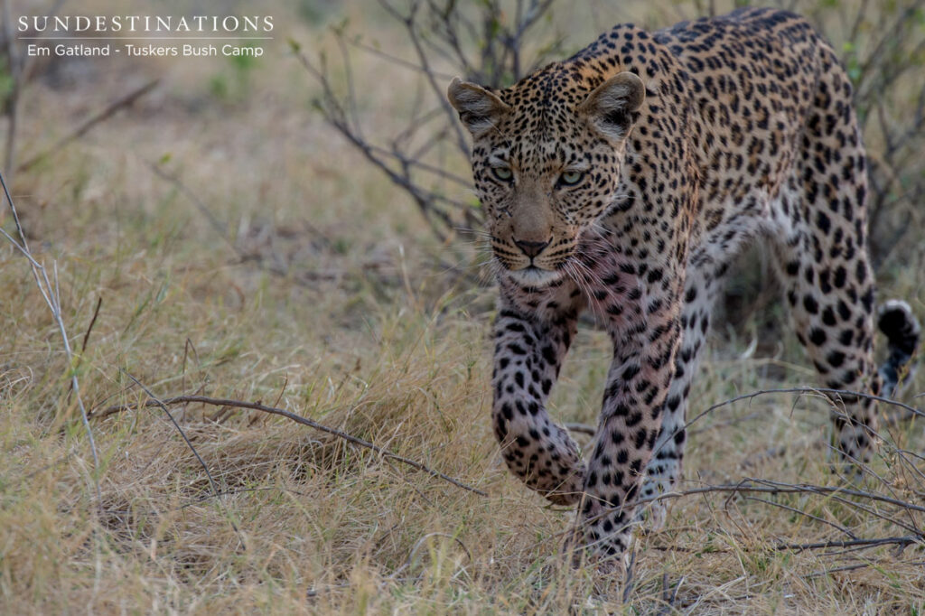 Moremi Leopard