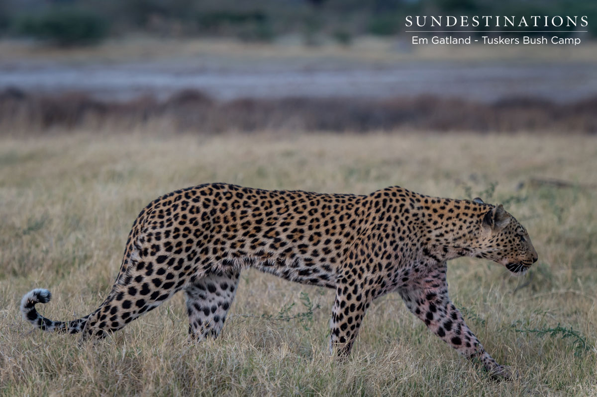 Leopard in Botswana