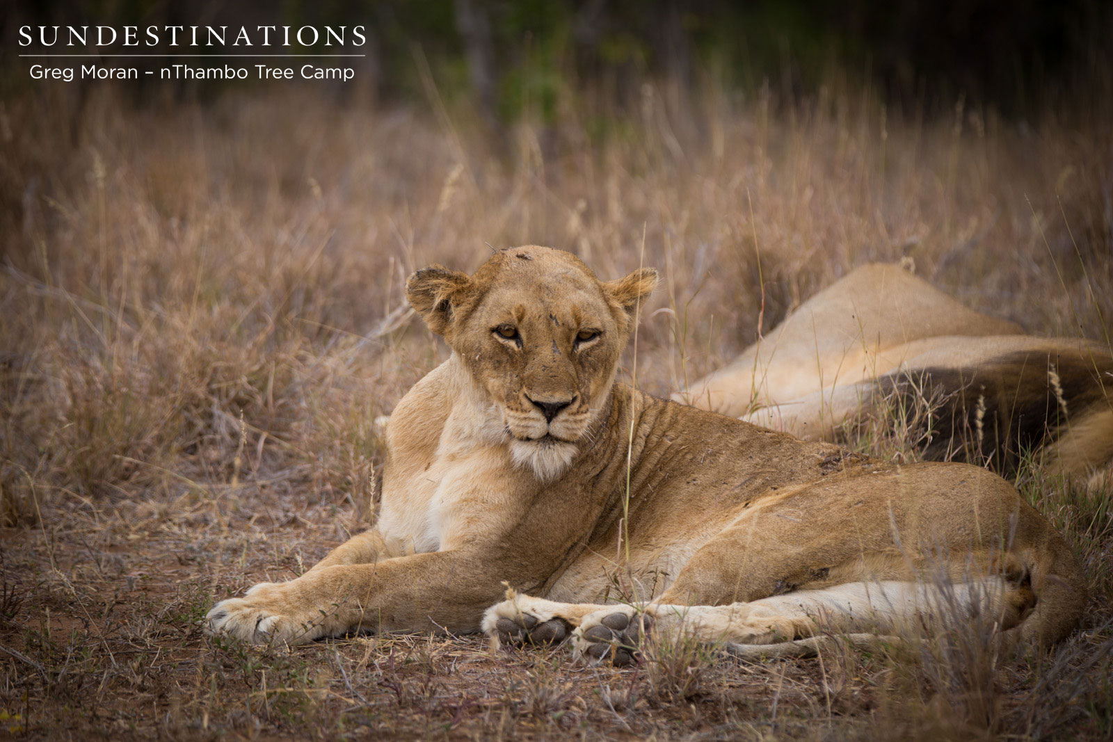 Ross Pride Breakaway Lions