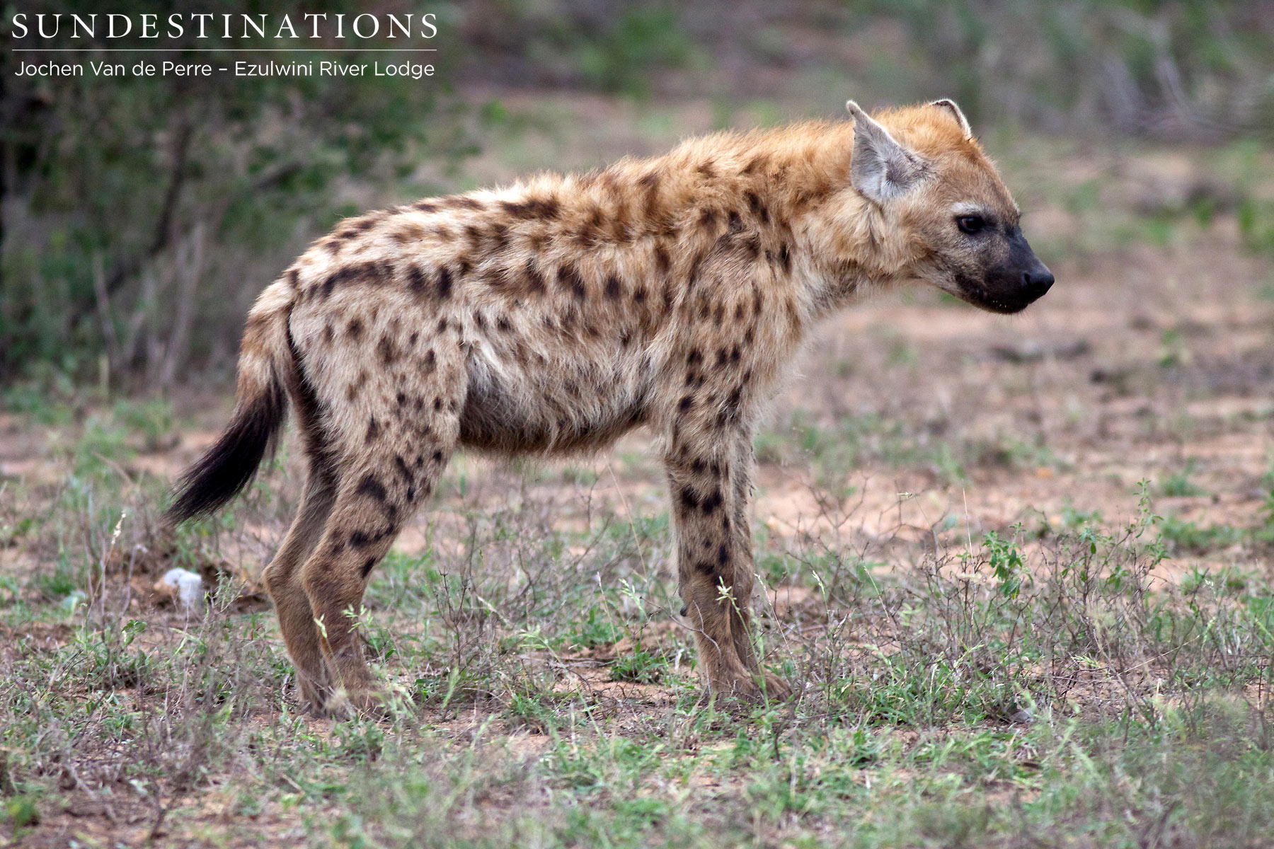 Ezulwini Hyena Ezulwini Hyena
