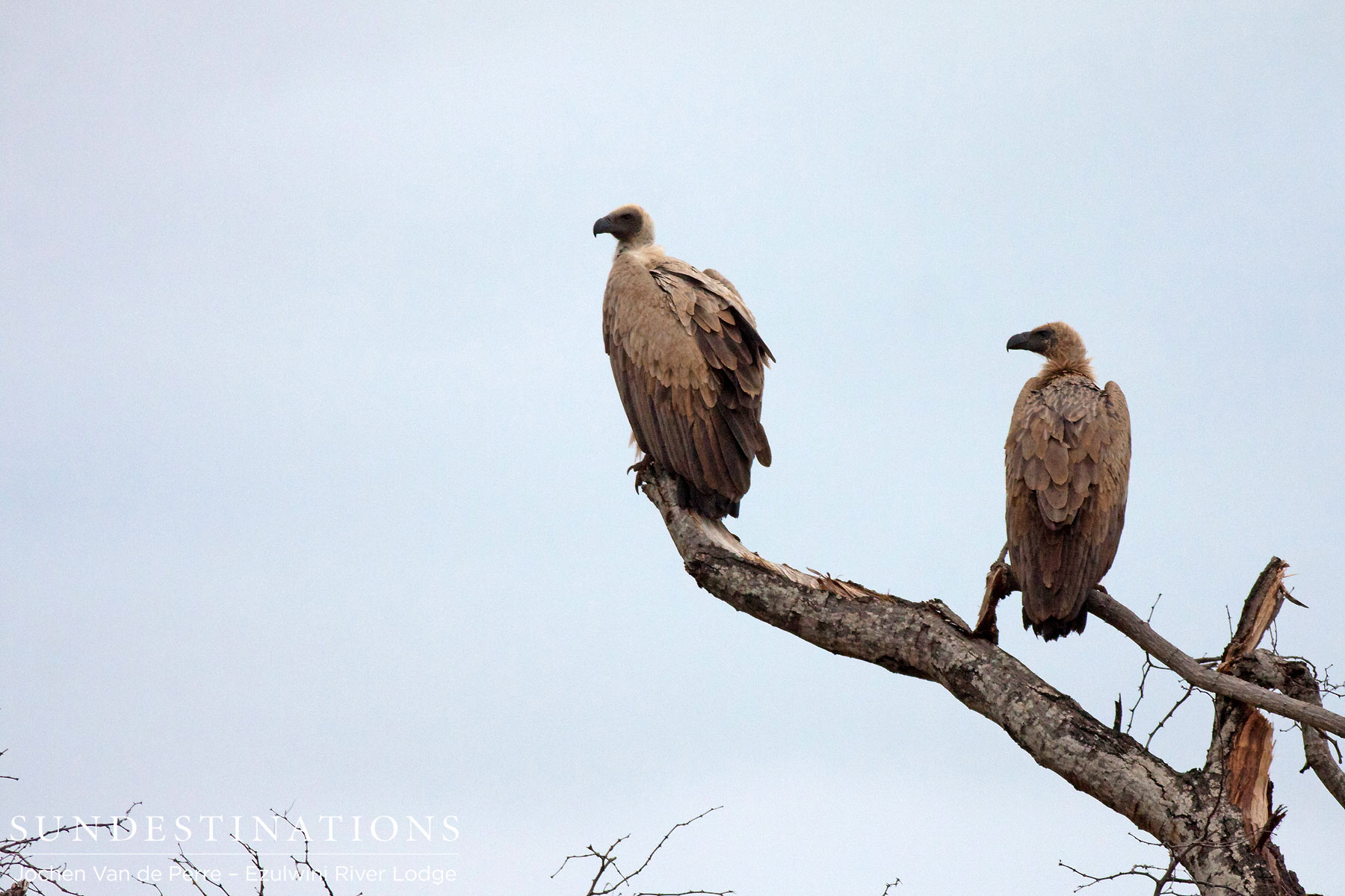 Vultures Ezulwini Vultures Ezulwini