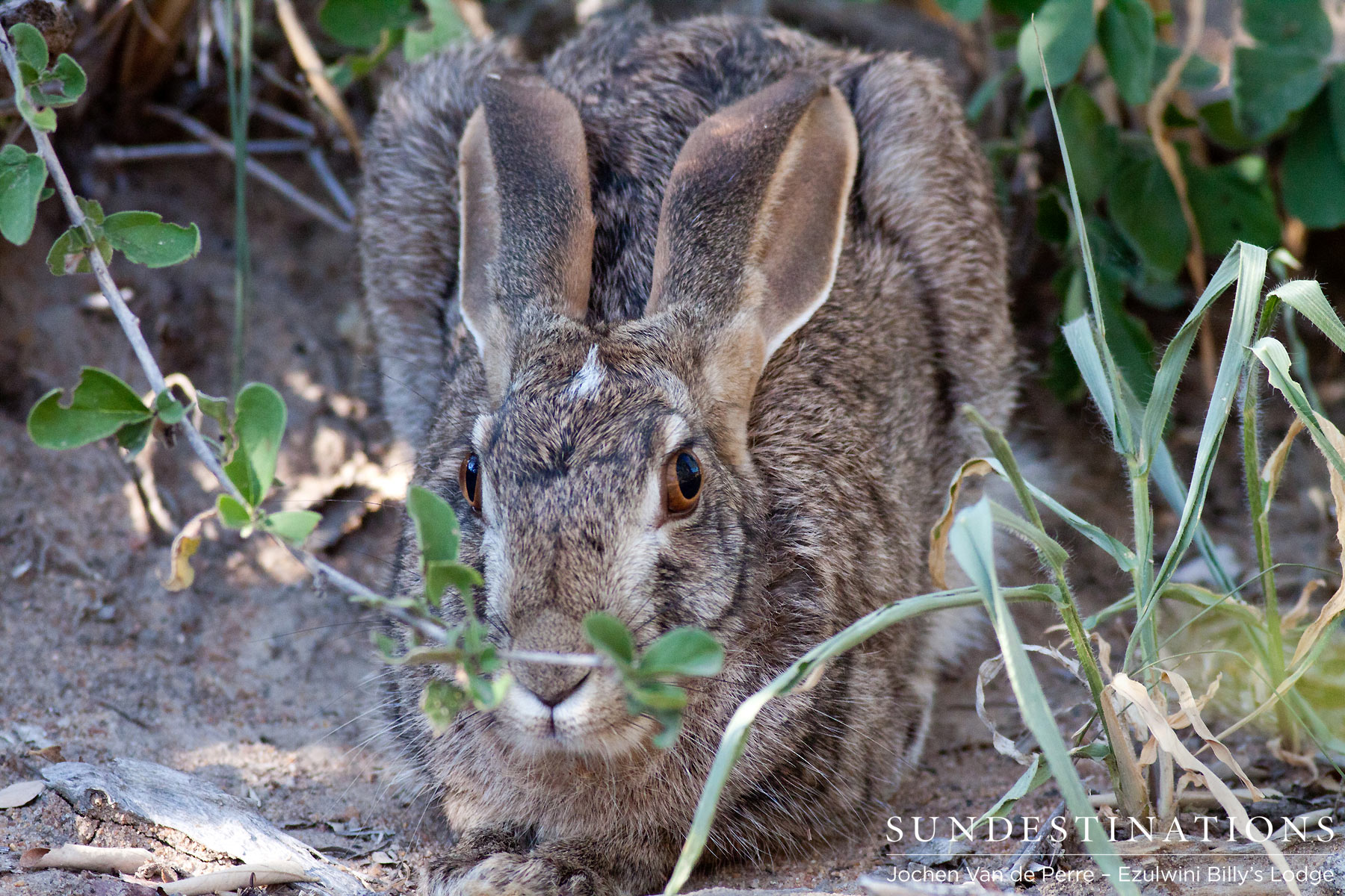 Scrub Hare in Balule