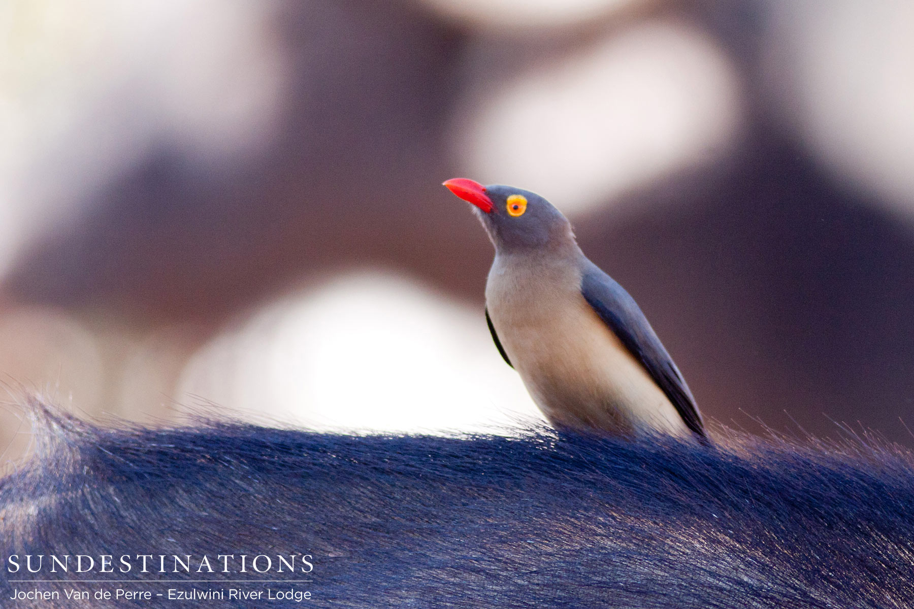 Oxpecker on Buffalo Hide Oxpecker on Buffalo Hide