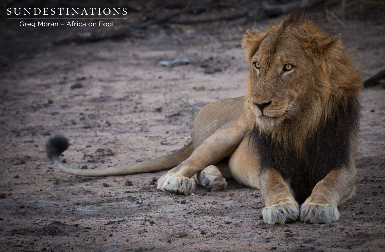 Mabande Africa on Foot