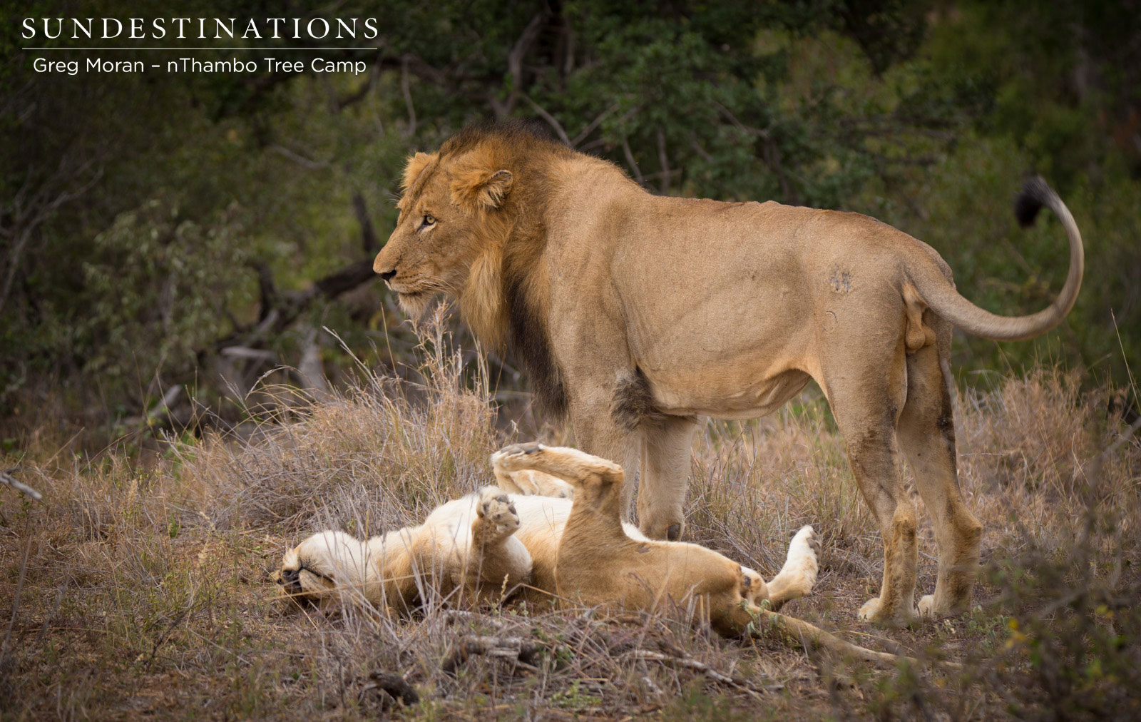 Mabande Ross Lioness