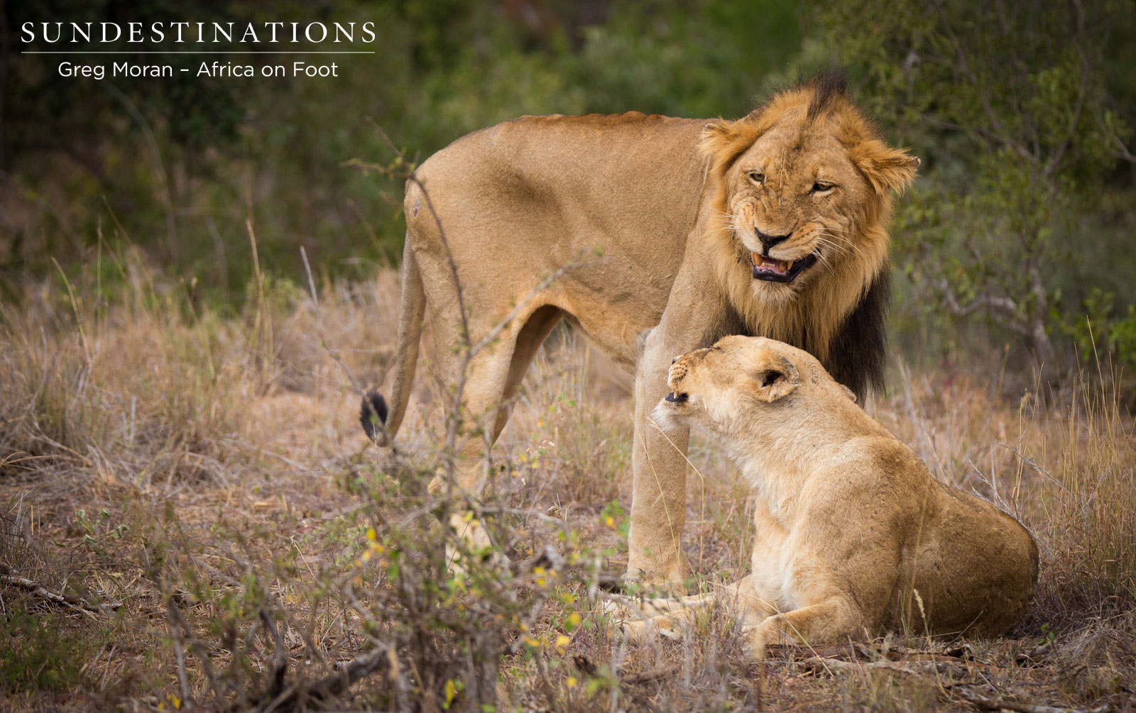 Mabande and Ross Lioness