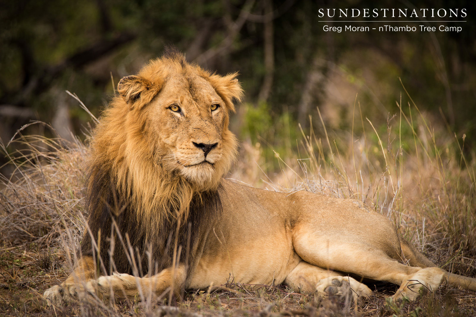 Mabanden Lion Thambo