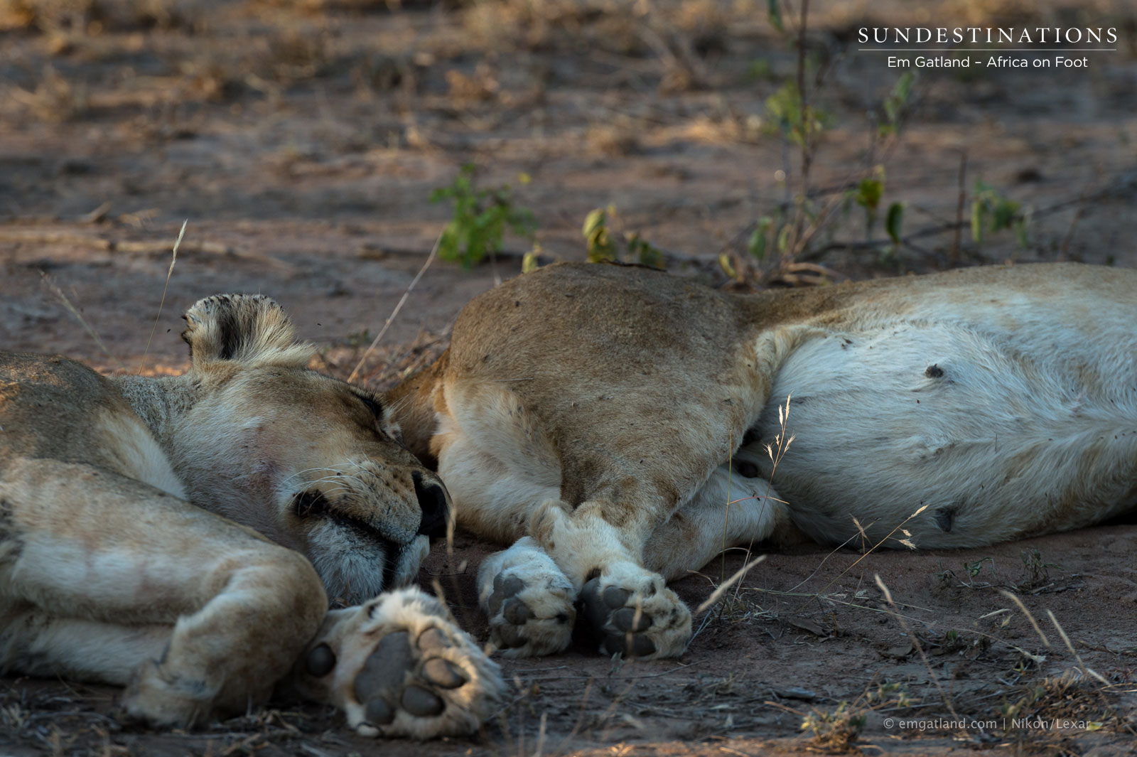 Ross Pride Breakaway Lionesses