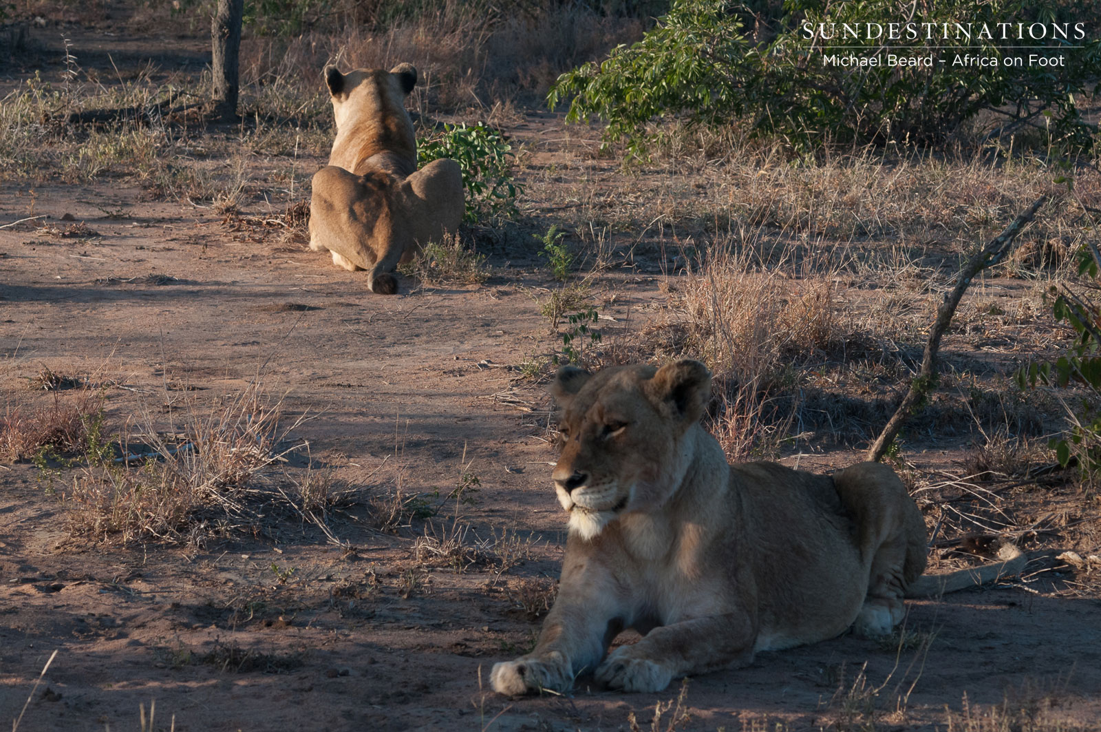 Ross Pride Breakaway Females